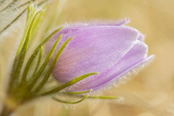 Canada-Manitoba-Winnipeg Close-up of prairie crocus flower